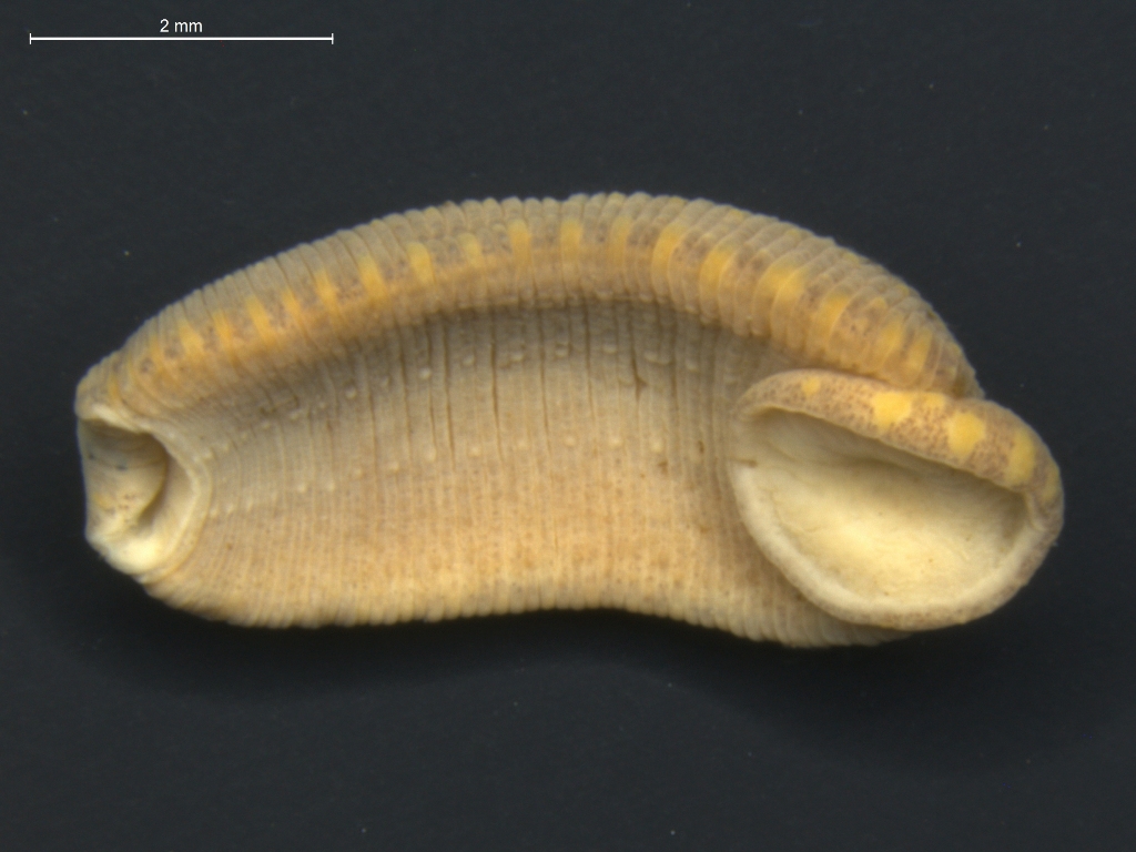 Theromyzon tessulatum